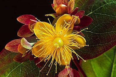 杭州亚运会《英雄联盟》分组出炉 中韩可能在半决赛交手